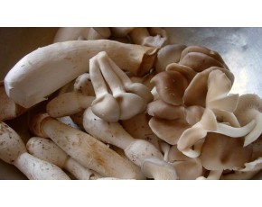 秀珍菇  菌種