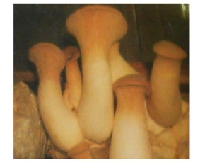 出售杏鮑菇，量大從優