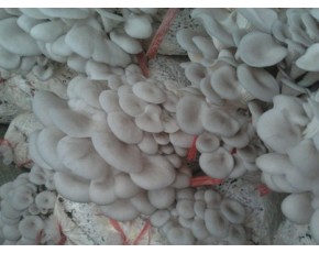 長期大量供應(yīng)出菇菌棒