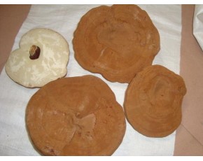 椴木赤靈芝子實體