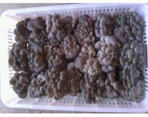 優(yōu)質(zhì)干品平菇、姬松茸