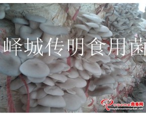 供應(yīng)高溫平菇，姬菇，秀珍菇出菇菌棒