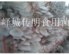 供應高溫平菇，秀珍菇菌種菌棒