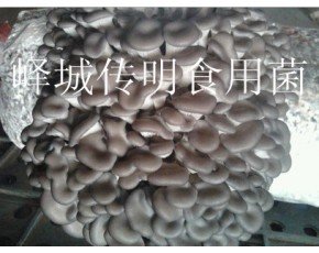 供應高溫平菇，姬菇出菇菌棒