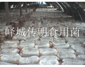供應(yīng)高溫平菇，秀珍菇，姬菇菌種菌棒