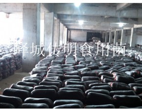 供應(yīng)高溫平菇，秀珍菇，姬菇菌種菌棒