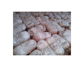 早秋平菇，秀珍菇開始預定