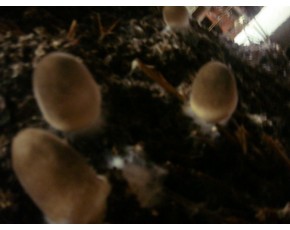 南京市江寧區(qū)食用菌大棚基地轉(zhuǎn)讓！！！