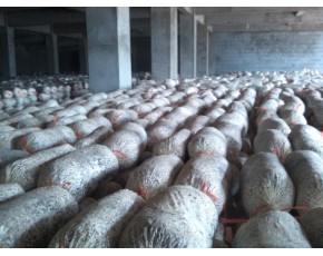 供應早秋平菇，秀珍菇出菇菌棒