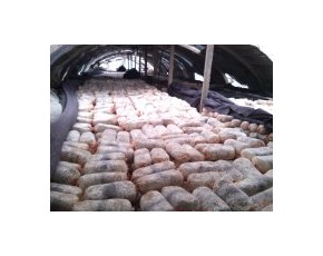 早秋廣溫平菇、姬菇菌種菌棒