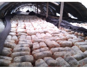 廣溫、黑色平菇出菇菌棒