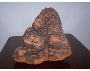 樺褐孔菌、成都市扶正健康食品研究所