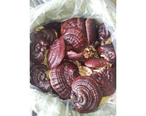 人工養(yǎng)殖靈芝