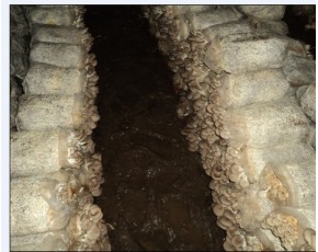 供應高溫秀珍菇原種