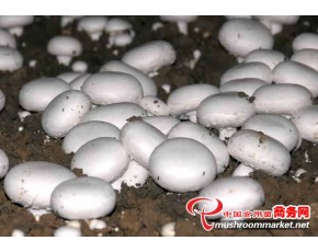 供應(yīng)雙孢菇   	