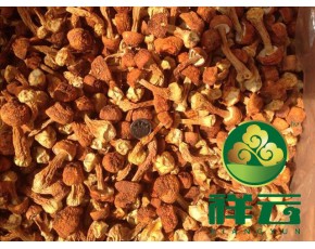 大量批發(fā)云南土特產(chǎn)姬松茸、巴西菇