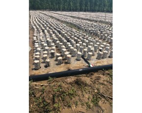 木耳原種、菌種、菌棒