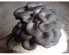 黑平菌種、菌棒、菌包