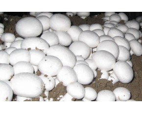 四川雙孢菇專用空調設備