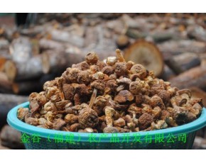出售食用菌|姬松茸基地|姬松茸批發|精品姬松茸|姬松茸|廈門食用菌