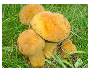 供應食用菌牛肝菌松蘑肉蘑