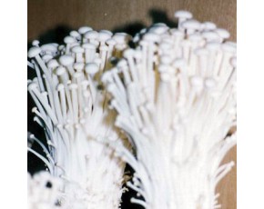 金針菇菌種、原種、菌棒