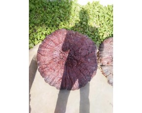巨型靈芝