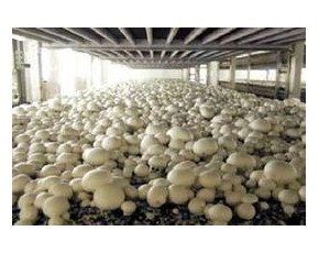 精品雙孢菇供應