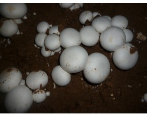 常年供應新鮮雙孢菇