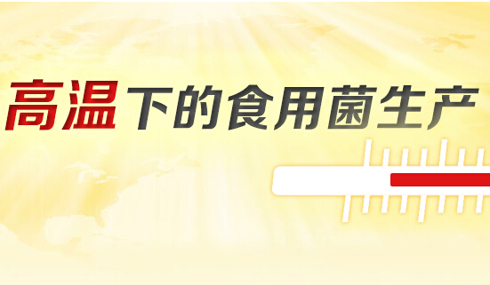高溫下的食用菌生產