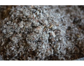 供應優質棉籽殼