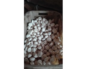 雙孢菇 日供應(yīng)5噸左右 歡迎收購商前來考察