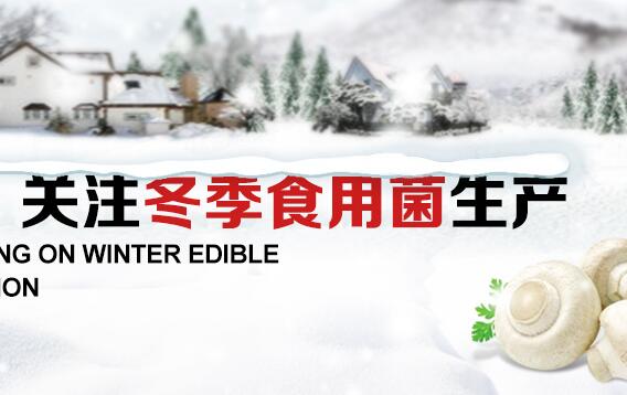 關注冬季食用菌生產(chǎn)