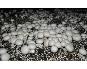 江西有機雙孢菇