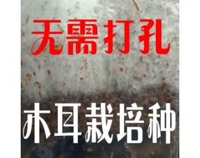 包菌種干貨土特產木耳食用菌三級栽培種接種釘正品熱賣接種方便