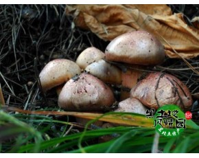 內蒙野生肉蘑松蘑干品 馬上上市 有意預定