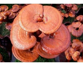 黃山原生態靈芝