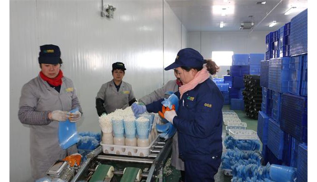 中國食用菌商務網市場總監陳彥一行到山東友和菌業公司考察調研