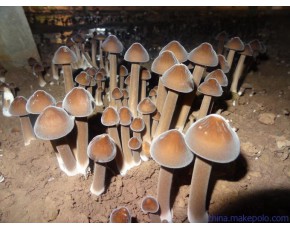 青海黑皮雞樅菌銷售