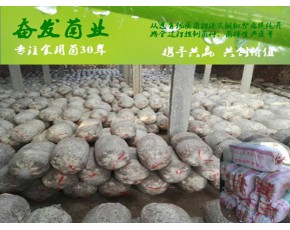 平菇 秀珍菇 榆黃菇 靈芝 猴頭菇等菌類栽培種三級菌種