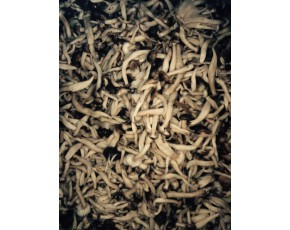 河北供應鹽漬蟹味菇