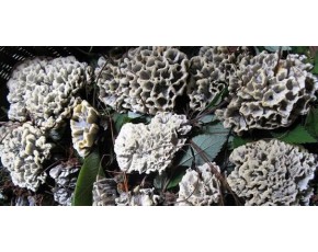 野生菌，牛肝菌，干巴菌，雞樅