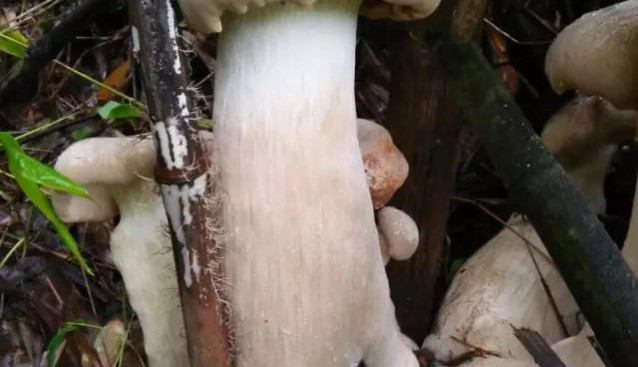 云南村民發現比大腿還粗野生菌 能不能吃引關注