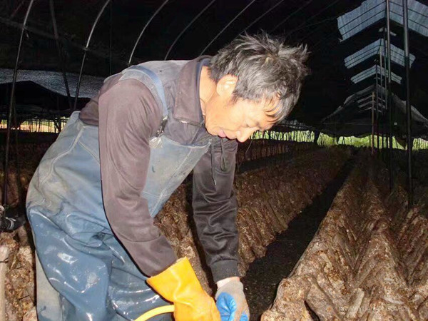 湖北：遠安縣反季香菇帶動貧困戶增收脫貧