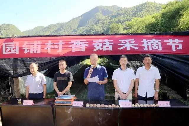 陜西：漢中留壩縣香菇采摘節(jié)開幕！