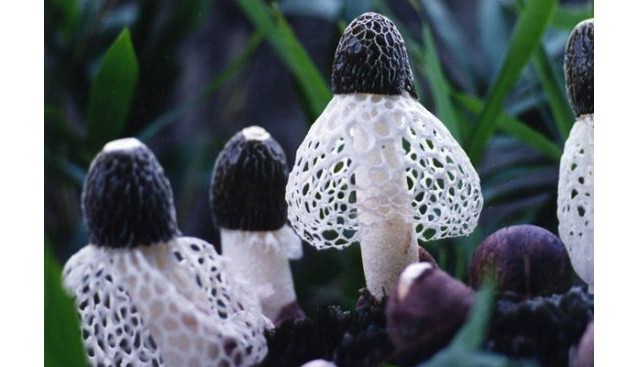 貴州：德江縣林下仿野生種植竹蓀成功