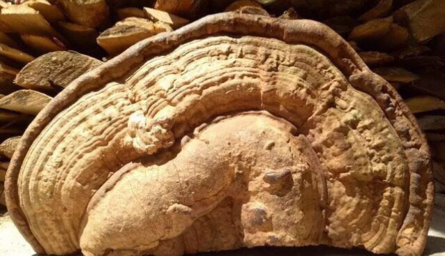 廣東:男子挖到巨型野生靈芝,直徑近半米