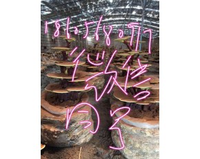 靈芝盆景批發零售認準安徽原芝祥