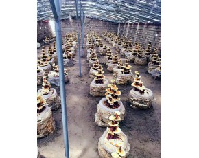 靈芝盆景活體嫁接技術培訓