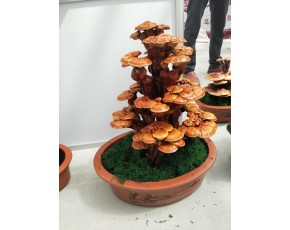 靈芝盆景批發零售認準安徽原芝祥
